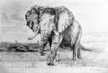 Elephant Grazing