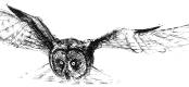 Barn Owl 