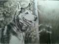Siberian husky